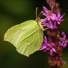 Zitronenfalter (Gonepteryx rhamni)