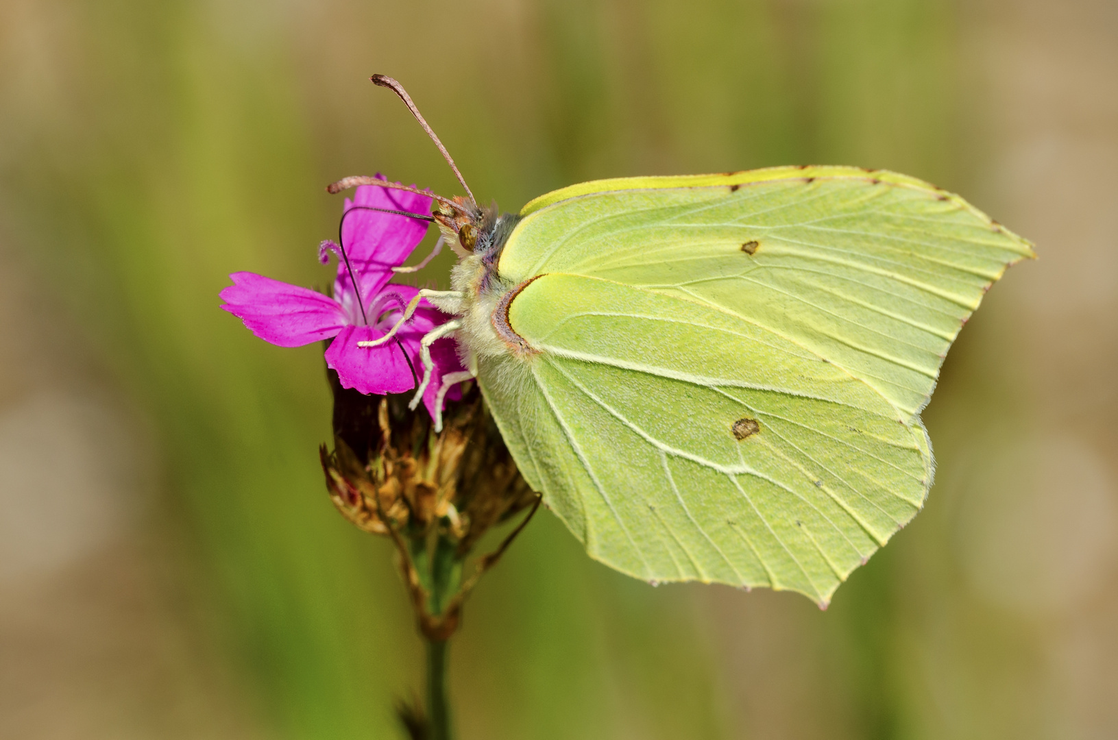 Zitronenfalter (Gonepteryx rhamni)