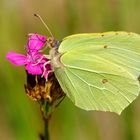 Zitronenfalter (Gonepteryx rhamni)