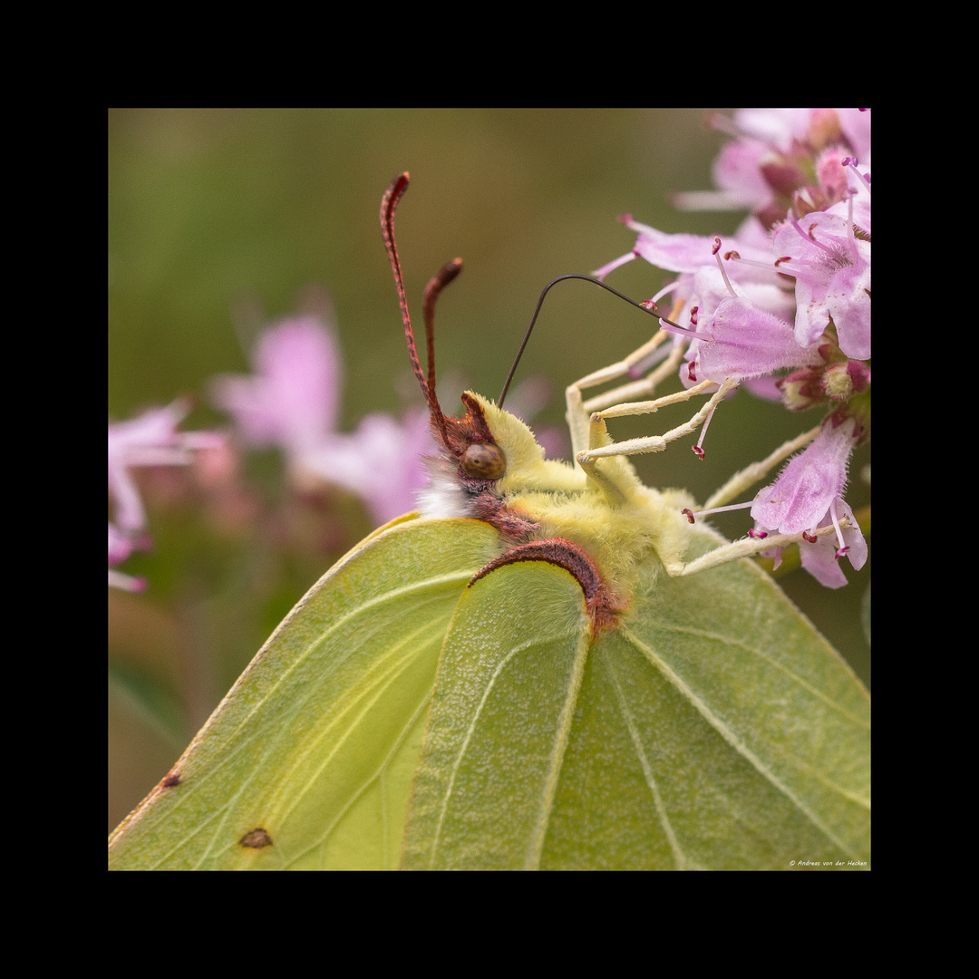 Zitronenfalter (Gonepteryx rhamni)