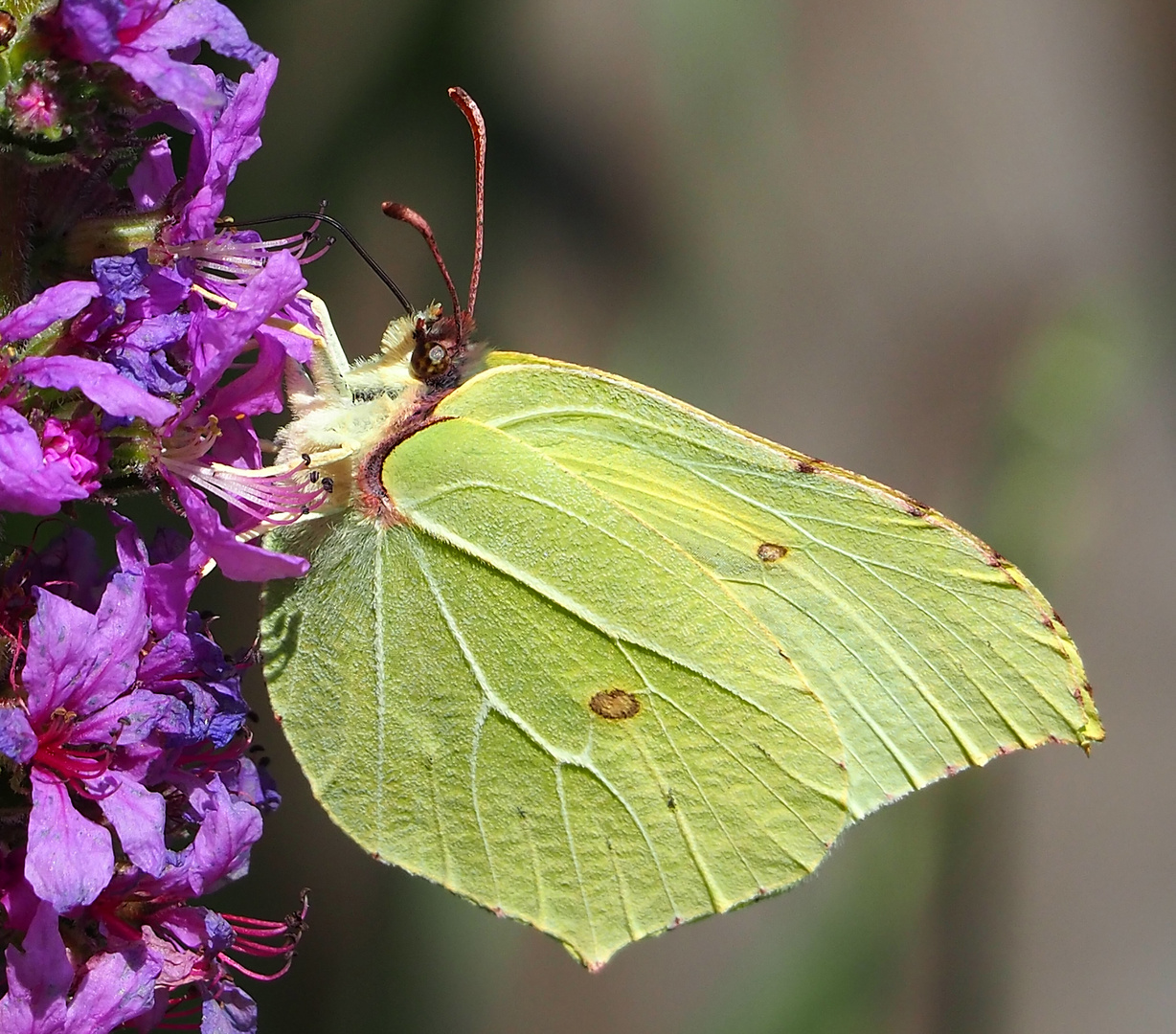 Zitronenfalter Gonepteryx rhamni