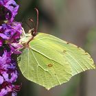 Zitronenfalter Gonepteryx rhamni