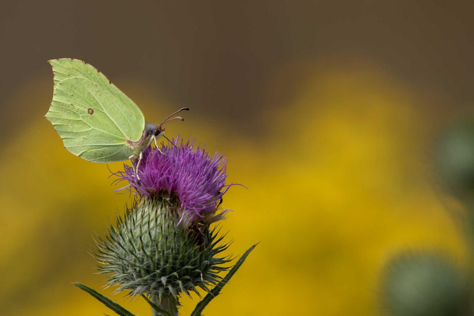 Zitronenfalter (Gonepteryx rhamni)