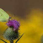 Zitronenfalter (Gonepteryx rhamni)