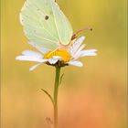 Zitronenfalter (Gonepteryx rhamni)