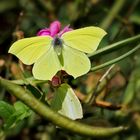 Zitronenfalter (Gonepteryx rhamni)