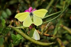 Zitronenfalter (Gonepteryx rhamni)