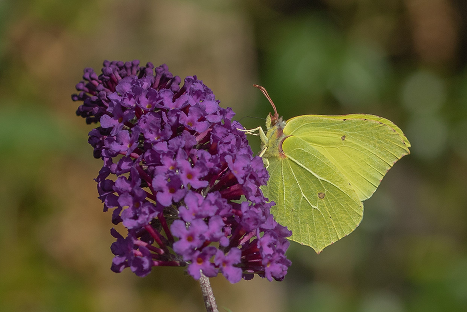 Zitronenfalter (Gonepteryx rhamni)