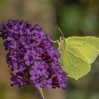 Zitronenfalter (Gonepteryx rhamni)