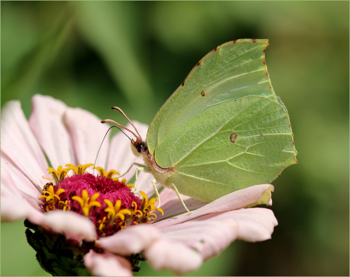 Zitronenfalter (Gonepteryx rhamni).