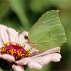 Zitronenfalter (Gonepteryx rhamni).