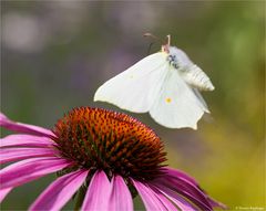 Zitronenfalter (Gonepteryx rhamni)..