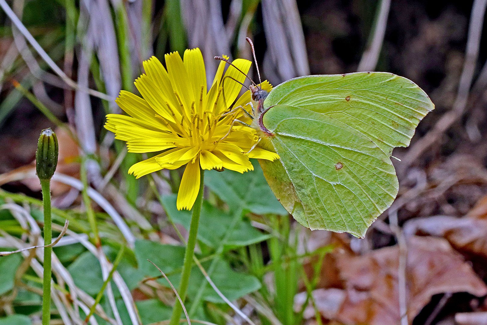 Zitronenfalter (Gonepteryx rhamni)