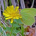 Zitronenfalter (Gonepteryx rhamni)