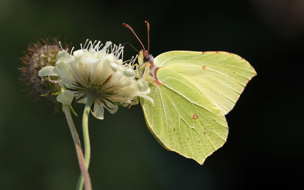 Zitronenfalter (Gonepteryx rhamni)