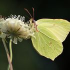 Zitronenfalter (Gonepteryx rhamni)