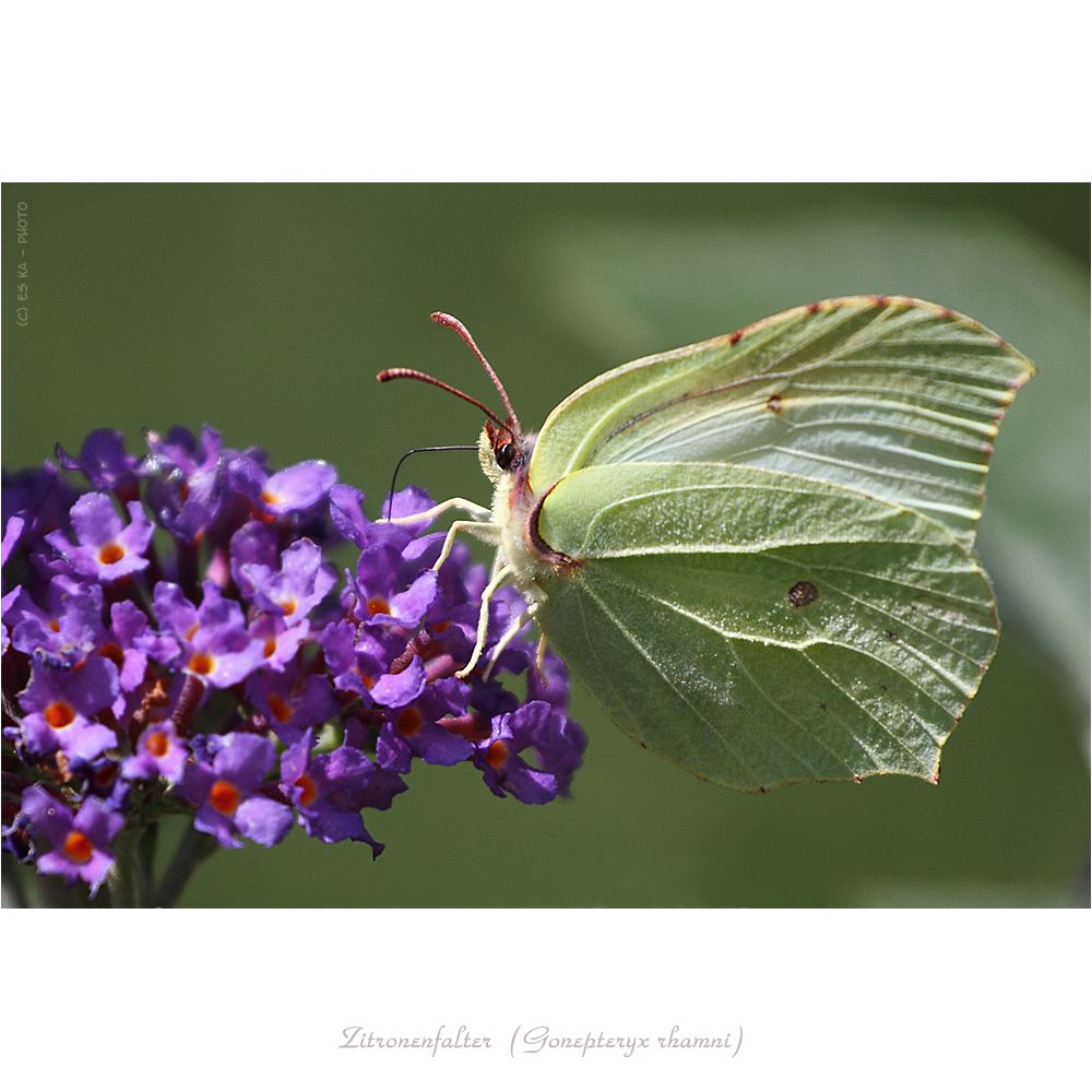 Zitronenfalter (Gonepteryx rhamni)