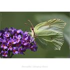 Zitronenfalter (Gonepteryx rhamni)