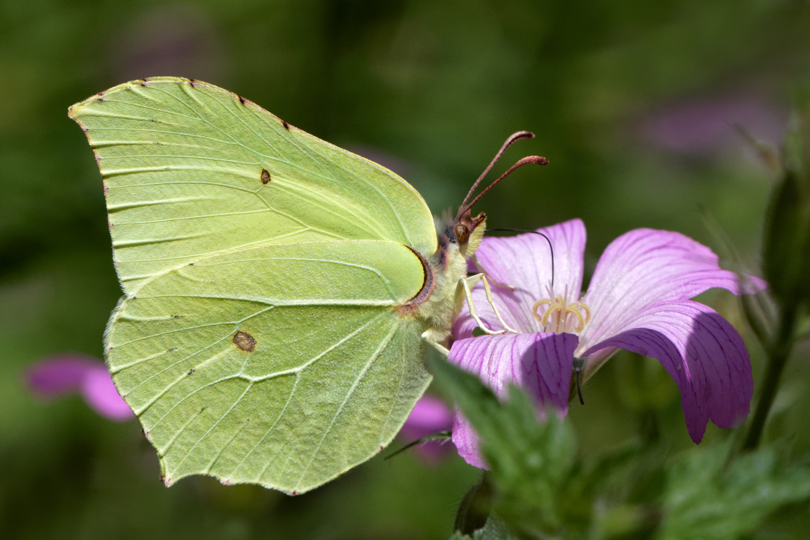 Zitronenfalter (Gonepteryx rhamni)