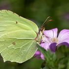 Zitronenfalter (Gonepteryx rhamni)