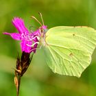 Zitronenfalter (Gonepteryx rhamni)