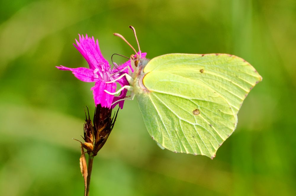 Zitronenfalter (Gonepteryx rhamni)