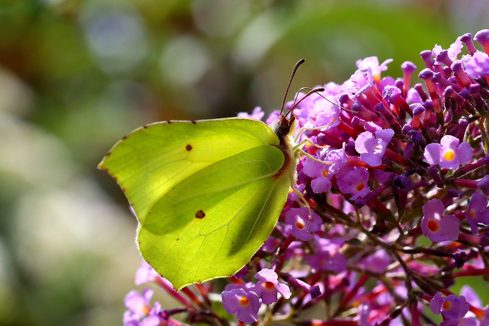 Zitronenfalter (Gonepteryx rhamni)