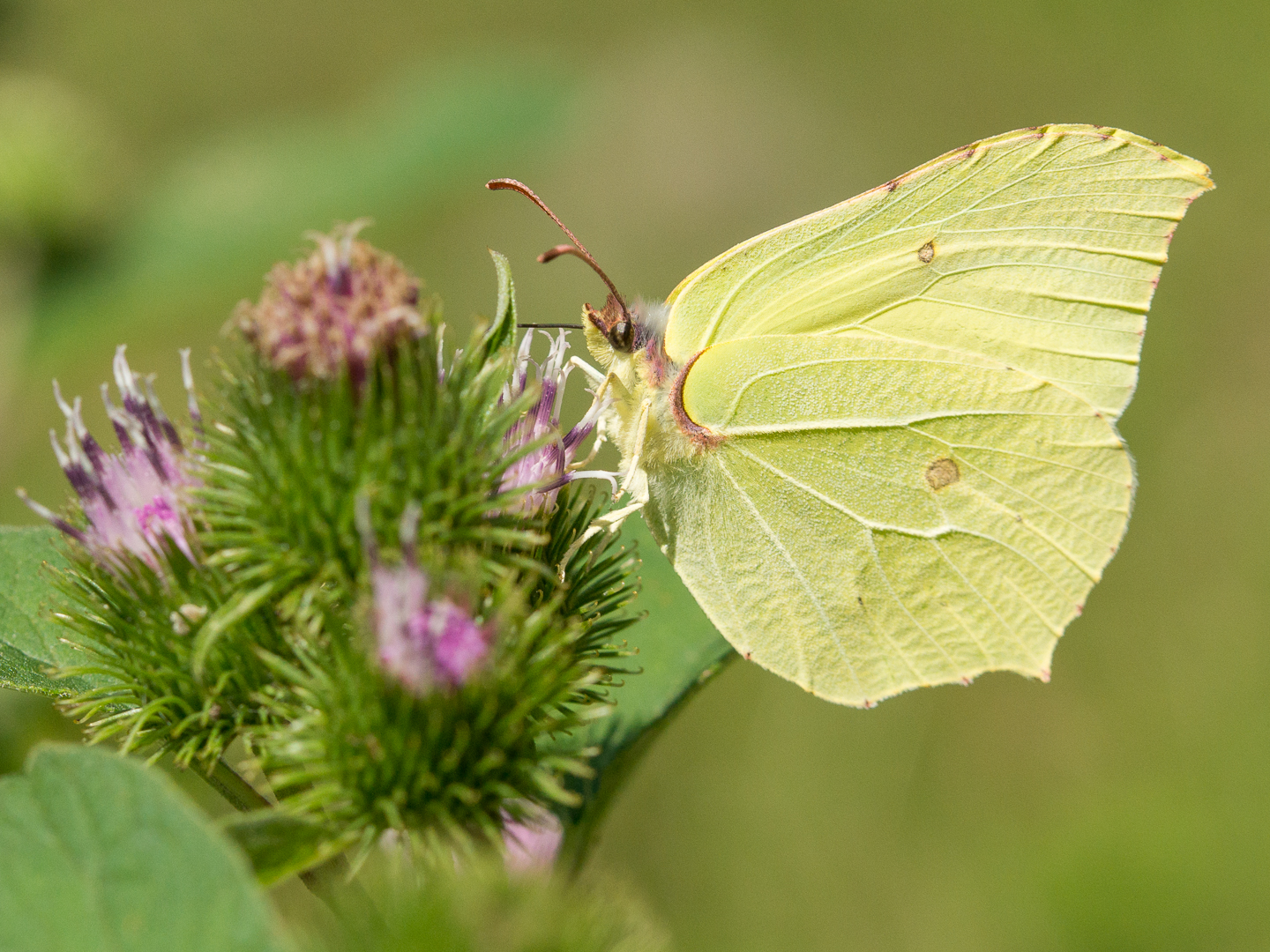 Zitronenfalter (Gonepteryx rhamni)