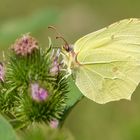 Zitronenfalter (Gonepteryx rhamni)