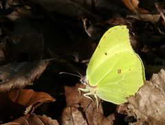 Zitronenfalter (Gonepteryx rhamni) im Herbslaub