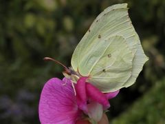 Zitronenfalter (Gonepteryx rhamni) im Porträt