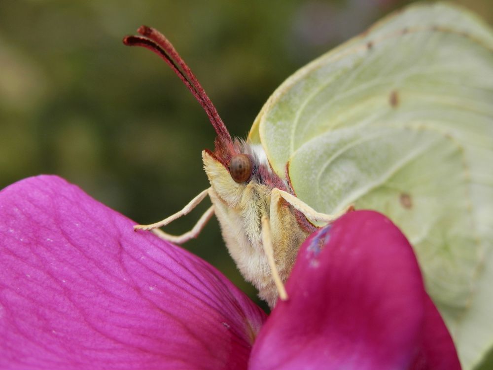 Zitronenfalter (Gonepteryx rhamni) im Porträt