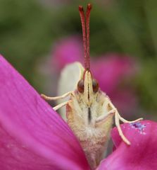 Zitronenfalter (Gonepteryx rhamni) im Porträt