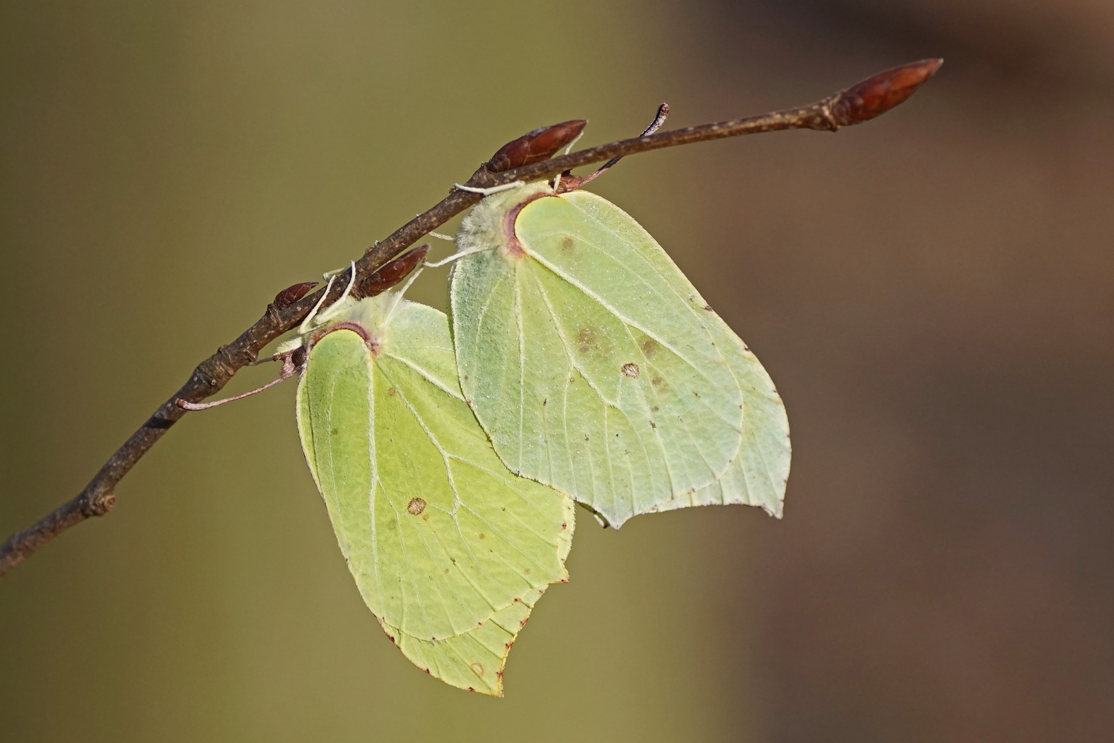 Zitronenfalter (Gonepteryx rhamni), Kopula