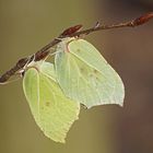 Zitronenfalter (Gonepteryx rhamni), Kopula