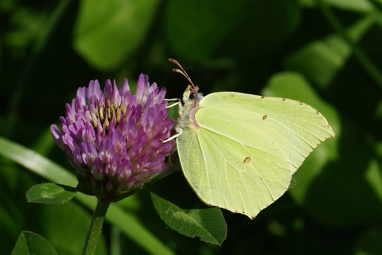 Zitronenfalter (Gonepteryx rhamni L.) Der maennliche Falter.