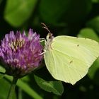 Zitronenfalter (Gonepteryx rhamni L.) Der maennliche Falter.