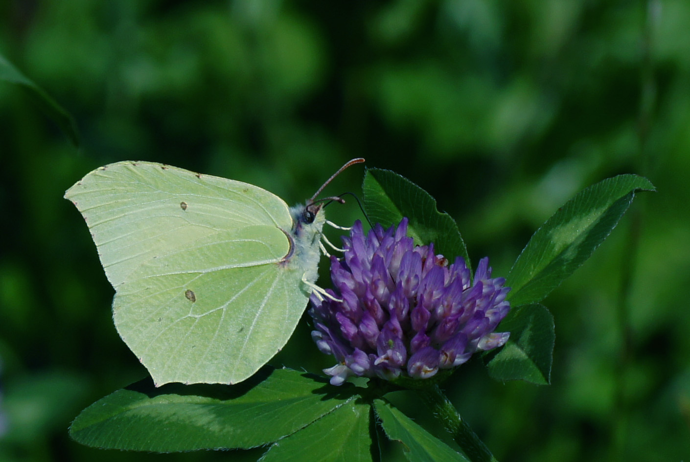 Zitronenfalter (Gonepteryx rhamni L.) Der weibliche.