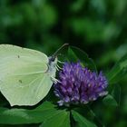 Zitronenfalter (Gonepteryx rhamni L.) Der weibliche.