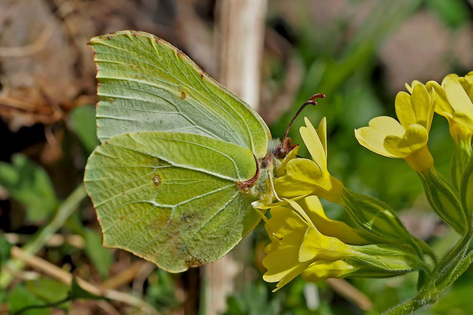 Zitronenfalter (Gonepteryx rhamni) - Le Citron.