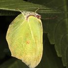  Zitronenfalter (Gonepteryx rhamni) M. in seinem Nachtversteck Copyright Josef Limberger 