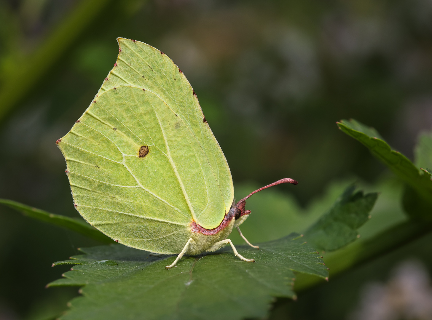 Zitronenfalter (Gonepteryx rhamni) Männchen