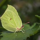 Zitronenfalter (Gonepteryx rhamni) Männchen