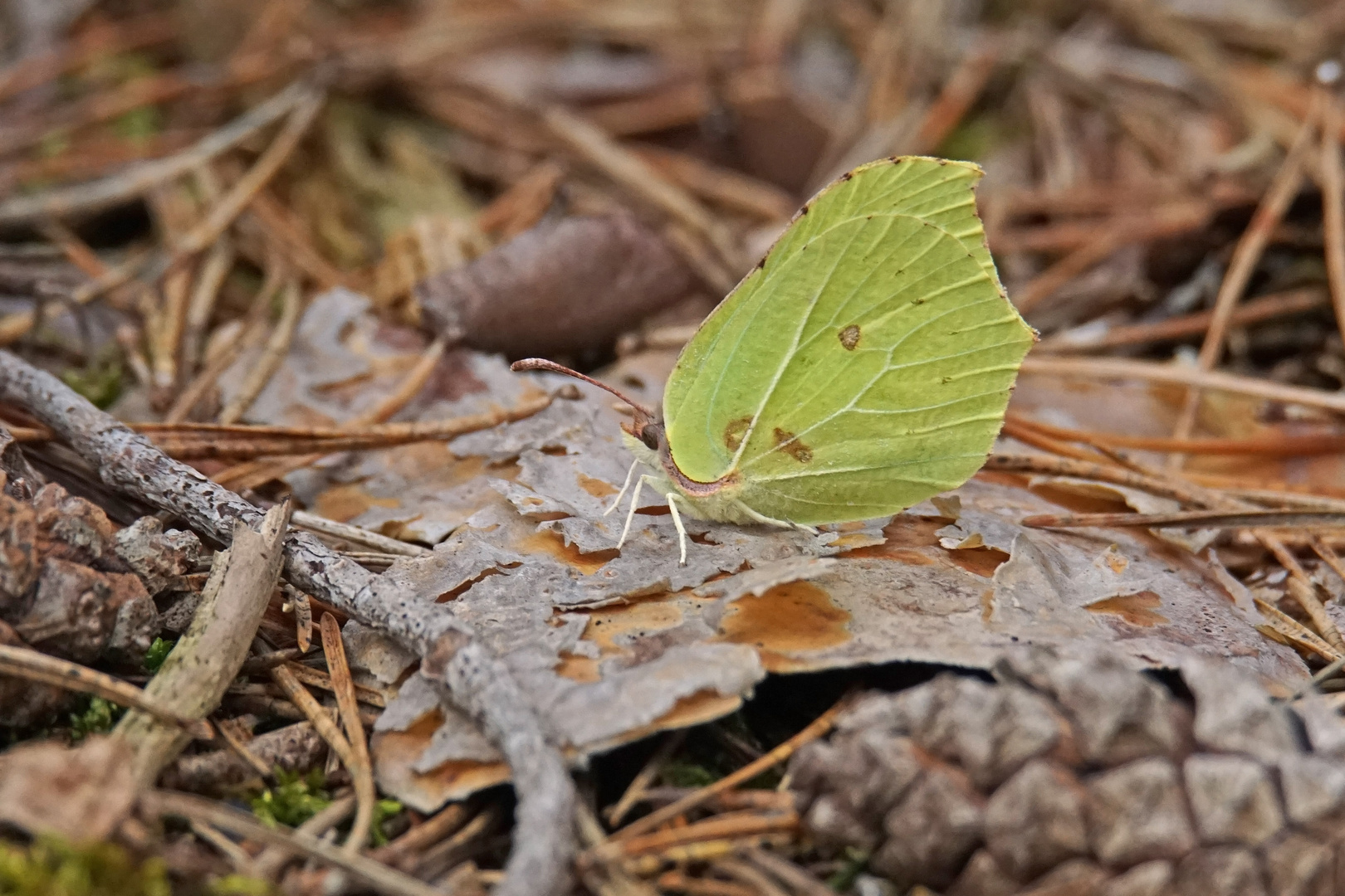 Zitronenfalter (Gonepteryx rhamni), Männchen 2020