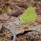 Zitronenfalter (Gonepteryx rhamni), Männchen 2020