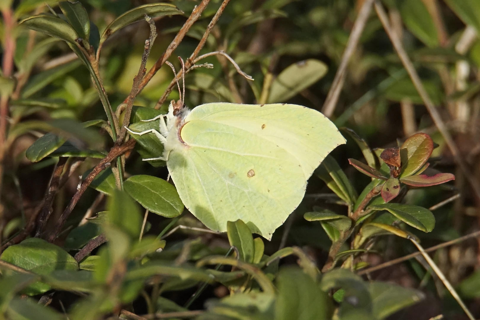 Zitronenfalter (Gonepteryx rhamni), Männchen 2021