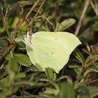 Zitronenfalter (Gonepteryx rhamni), Männchen 2021