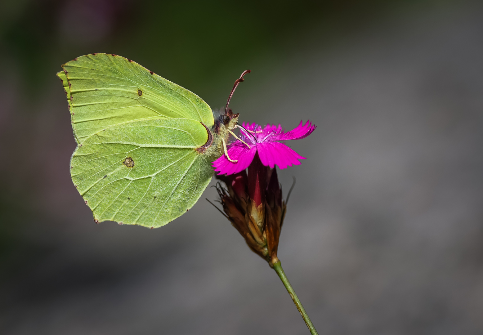 Zitronenfalter (Gonepteryx rhamni) Männchen