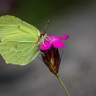 Zitronenfalter (Gonepteryx rhamni) Männchen