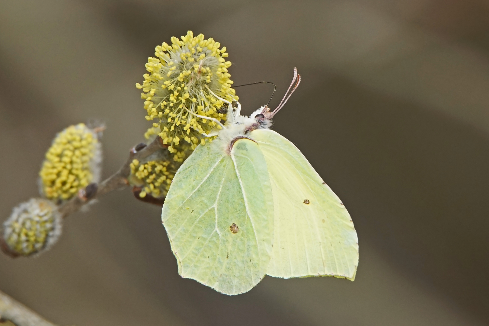 Zitronenfalter (Gonepteryx rhamni), Männchen